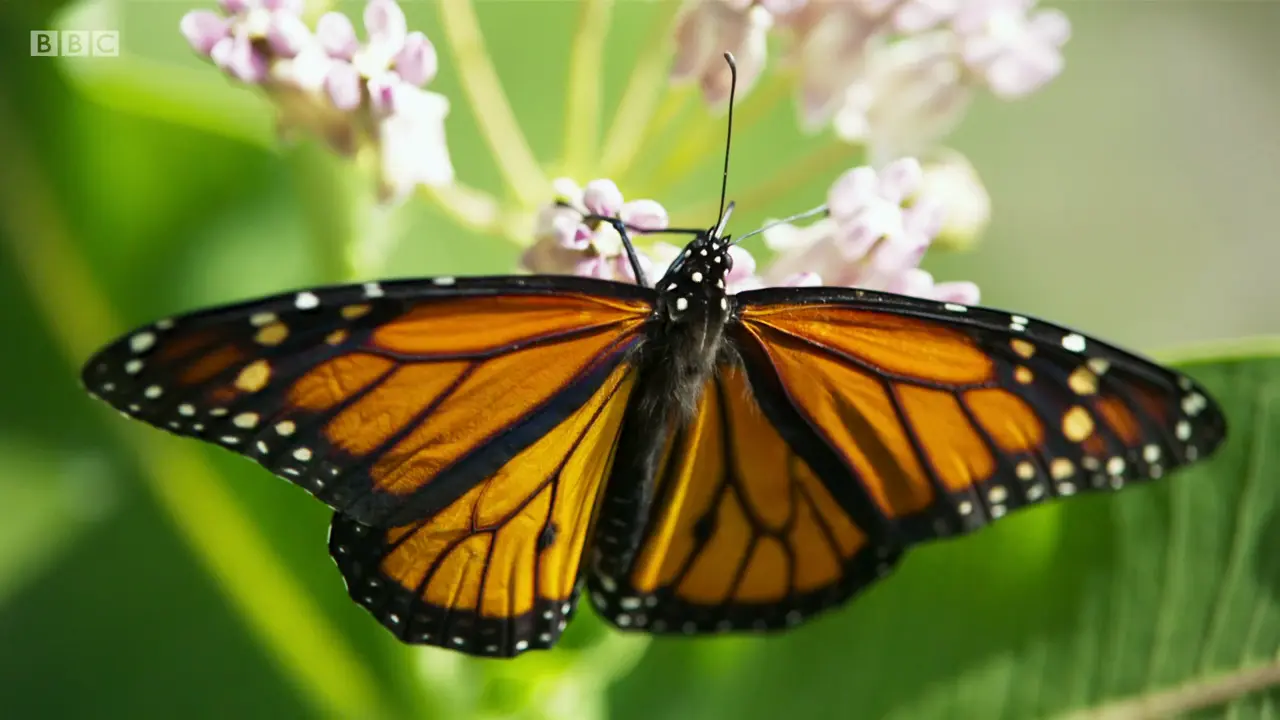 Monarch butterfly (Danaus plexippus) as shown in The Mating Game - Against All Odds